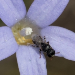 Hylaeus (Prosopisteron) sp. (genus & subgenus) at Lawson, ACT - 16 Mar 2024 01:35 PM