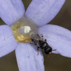 Hylaeus (Prosopisteron) sp. (genus & subgenus) at Dawn Crescent Grassland (DCG) - 16 Mar 2024