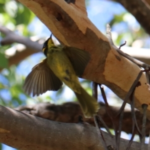 Lichenostomus melanops at Moollattoo, NSW - 10 Mar 2024