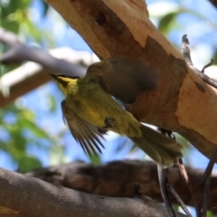 Lichenostomus melanops at Moollattoo, NSW - 10 Mar 2024