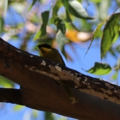 Lichenostomus melanops at Moollattoo, NSW - 10 Mar 2024