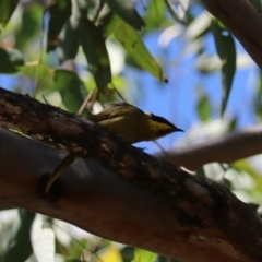 Lichenostomus melanops at Moollattoo, NSW - 10 Mar 2024