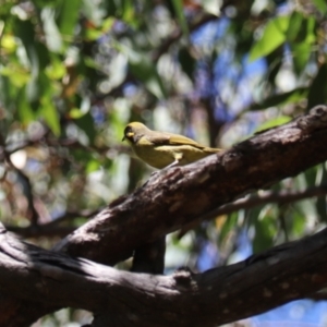 Lichenostomus melanops at Moollattoo, NSW - 10 Mar 2024