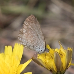 Zizina otis (Common Grass-Blue) at Dawn Crescent Grassland (DCG) - 16 Mar 2024 by kasiaaus