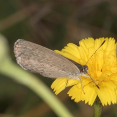 Zizina otis at Dawn Crescent Grassland (DCG) - 16 Mar 2024