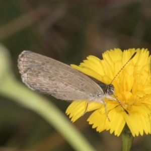 Zizina otis at Dawn Crescent Grassland (DCG) - 16 Mar 2024