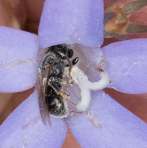 Lasioglossum sp. (genus) at Dawn Crescent Grassland (DCG) - 16 Mar 2024