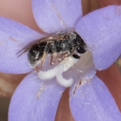 Lasioglossum sp. (genus) at Dawn Crescent Grassland (DCG) - 16 Mar 2024