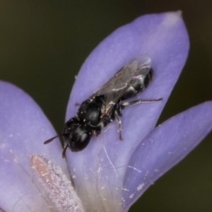 Hylaeus (Prosopisteron) sp. (genus & subgenus) at Dawn Crescent Grassland (DCG) - 16 Mar 2024