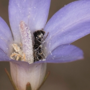 Hylaeus (Prosopisteron) sp. (genus & subgenus) at Dawn Crescent Grassland (DCG) - 16 Mar 2024