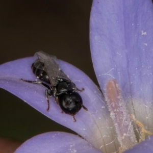 Hylaeus (Prosopisteron) sp. (genus & subgenus) at Dawn Crescent Grassland (DCG) - 16 Mar 2024