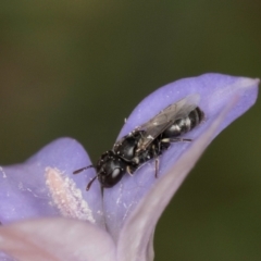 Hylaeus (Prosopisteron) sp. (genus & subgenus) at Dawn Crescent Grassland (DCG) - 16 Mar 2024