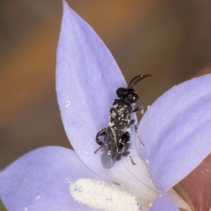 Chalcididae (family) at Lawson, ACT - 16 Mar 2024