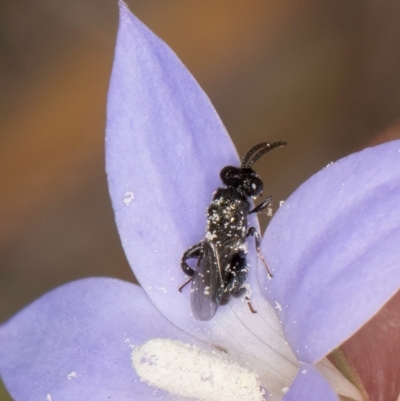 Chalcididae (family) (Unidentified chalcid wasp) at Lawson North Grasslands - 16 Mar 2024 by kasiaaus