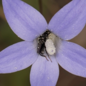 Chalcididae (family) at Lawson, ACT - 16 Mar 2024