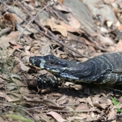 Varanus varius (Lace Monitor) at Moollattoo, NSW - 10 Mar 2024 by Rixon