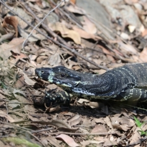 Varanus varius at Moollattoo, NSW - suppressed