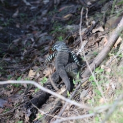 Varanus varius at Moollattoo, NSW - suppressed