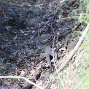 Varanus varius at Moollattoo, NSW - 10 Mar 2024