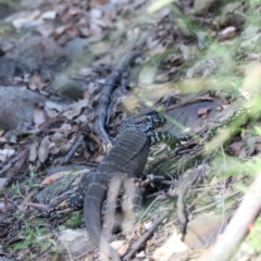 Varanus varius at Moollattoo, NSW - suppressed