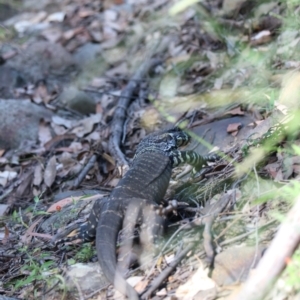 Varanus varius at Moollattoo, NSW - suppressed