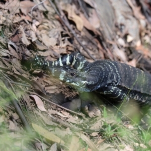 Varanus varius at Moollattoo, NSW - suppressed