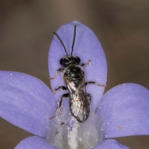 Lasioglossum (Chilalictus) sp. (genus & subgenus) at Lawson, ACT - 16 Mar 2024 01:46 PM