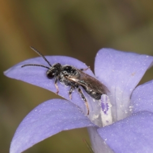 Lasioglossum (Chilalictus) sp. (genus & subgenus) at Dawn Crescent Grassland (DCG) - 16 Mar 2024