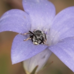 Lasioglossum (Chilalictus) sp. (genus & subgenus) at Lawson, ACT - 16 Mar 2024 01:46 PM