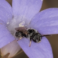 Lasioglossum (Chilalictus) sp. (genus & subgenus) at Lawson, ACT - 16 Mar 2024 01:46 PM