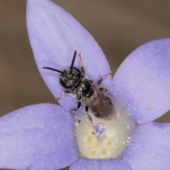 Lasioglossum (Chilalictus) sp. (genus & subgenus) at Dawn Crescent Grassland (DCG) - 16 Mar 2024