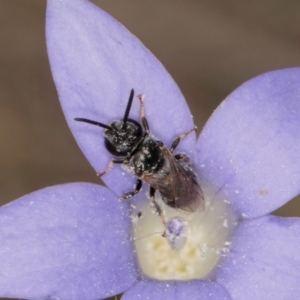 Lasioglossum (Chilalictus) sp. (genus & subgenus) at Lawson, ACT - 16 Mar 2024