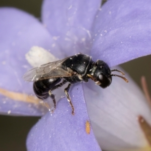 Hylaeus (Prosopisteron) sp. (genus & subgenus) at McKellar, ACT - 16 Mar 2024 01:53 PM