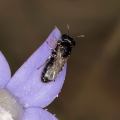 Hylaeus (Prosopisteron) sp. (genus & subgenus) at McKellar, ACT - 16 Mar 2024 01:53 PM