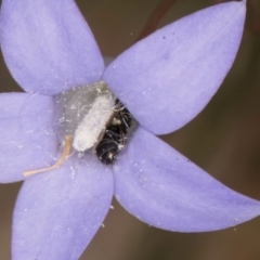 Hylaeus (Prosopisteron) sp. (genus & subgenus) at McKellar, ACT - 16 Mar 2024 01:53 PM