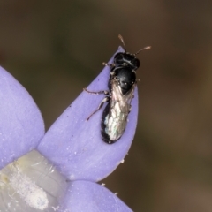 Hylaeus (Prosopisteron) sp. (genus & subgenus) at McKellar, ACT - 16 Mar 2024 01:53 PM