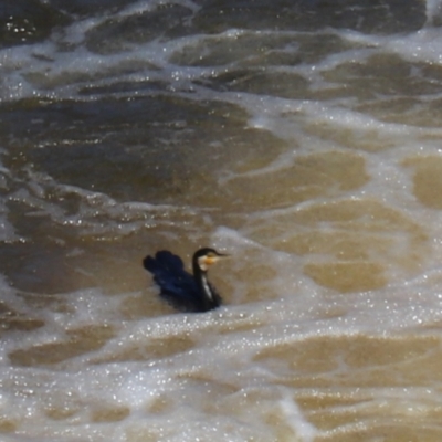 Phalacrocorax carbo (Great Cormorant) at Moollattoo, NSW - 10 Mar 2024 by Rixon