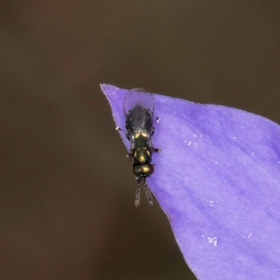 Chalcidoidea (superfamily) (A gall wasp or Chalcid wasp) at Lawson North Grasslands - 16 Mar 2024 by kasiaaus