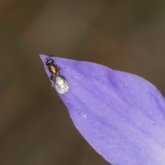Chalcidoidea (superfamily) at Dawn Crescent Grassland (DCG) - 16 Mar 2024