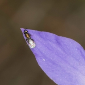 Chalcidoidea (superfamily) at Lawson, ACT - 16 Mar 2024