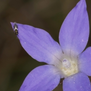 Chalcidoidea (superfamily) at Lawson, ACT - 16 Mar 2024