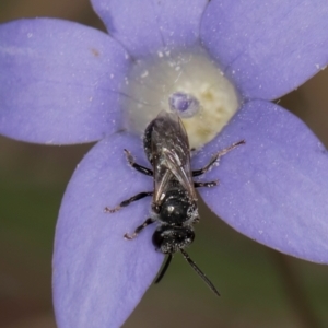 Lasioglossum (Chilalictus) sp. (genus & subgenus) at Lawson, ACT - 16 Mar 2024