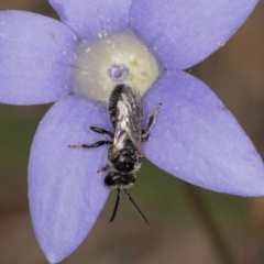 Lasioglossum (Chilalictus) sp. (genus & subgenus) at Dawn Crescent Grassland (DCG) - 16 Mar 2024