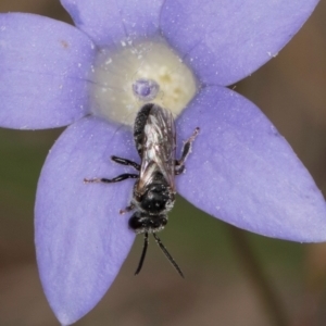 Lasioglossum (Chilalictus) sp. (genus & subgenus) at Lawson, ACT - 16 Mar 2024