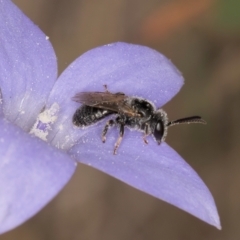 Lasioglossum (Chilalictus) sp. (genus & subgenus) at Lawson, ACT - 16 Mar 2024