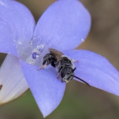 Lasioglossum (Chilalictus) sp. (genus & subgenus) at Lawson, ACT - 16 Mar 2024