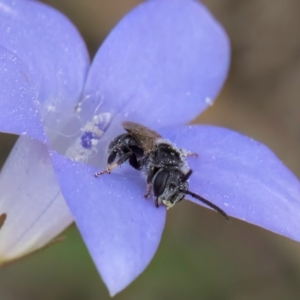 Lasioglossum (Chilalictus) sp. (genus & subgenus) at Lawson, ACT - 16 Mar 2024