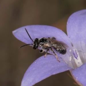 Lasioglossum (Chilalictus) sp. (genus & subgenus) at Lawson, ACT - 16 Mar 2024