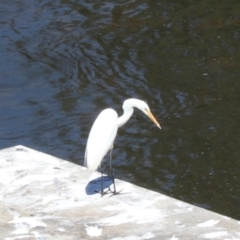 Ardea alba (Great Egret) at Moollattoo, NSW - 10 Mar 2024 by Rixon