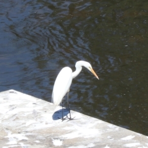 Ardea alba at Moollattoo, NSW - 10 Mar 2024 01:18 PM